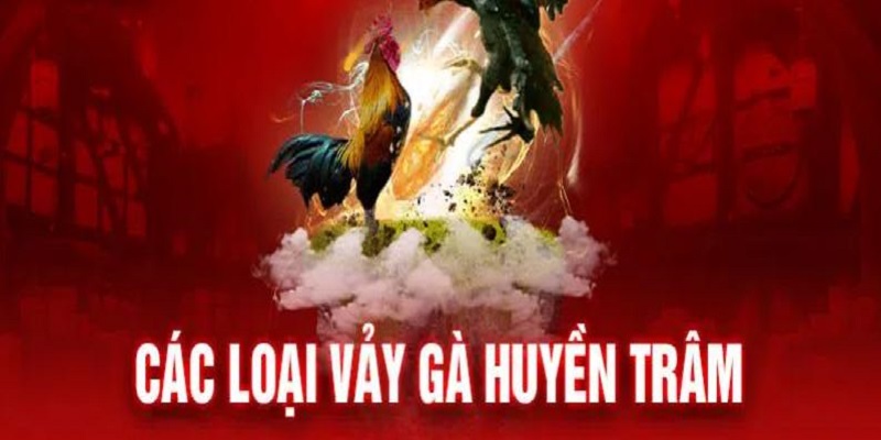 3 loại vảy gà huyền trâm tương ứng với 3 vị trí khác nhau