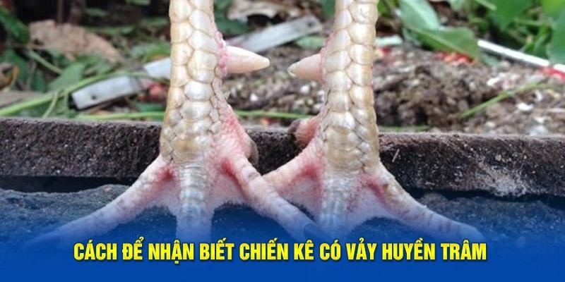 Nhận biết chiến kê sở hữu vảy huyền trâm đơn giản