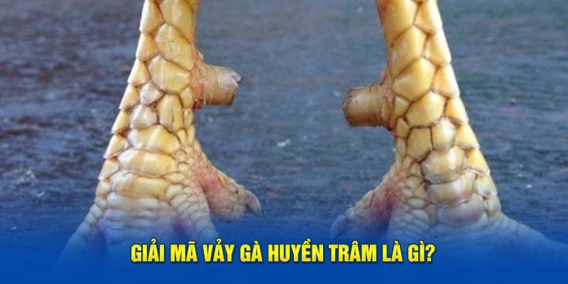 Tìm hiểu thông tin về vảy gà huyền trâm