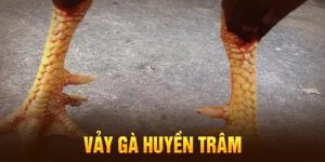 Vảy gà huyền trâm